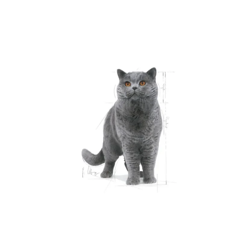 Royal Canin British Shorthair Yetişkin Kedi Maması 2 kg