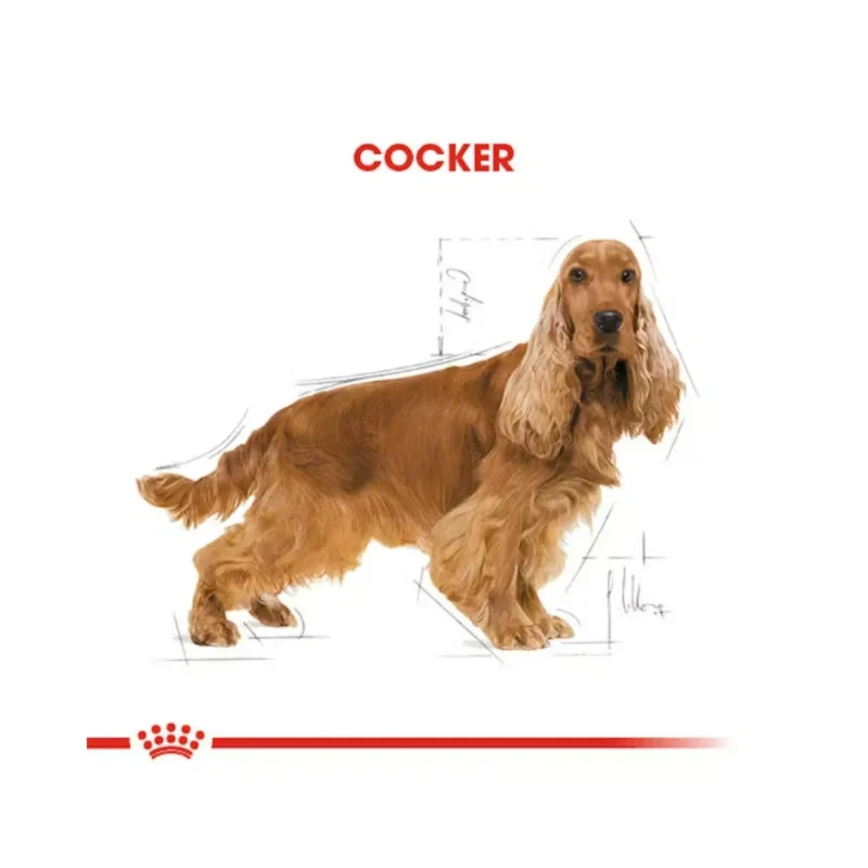 Royal Canin Cocker Yetişkin Köpek Maması 3 kg ile sağlıklı ve parlak tüylere kavuşun.