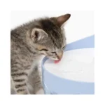 Catit Pixie Kedi Su Pınarı 3 L filtre sistemi yakından görünüm